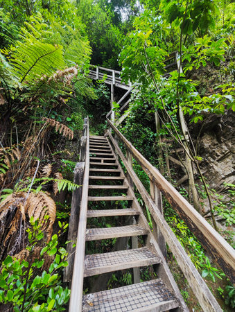 The way on the forest to Wairere waterfalls