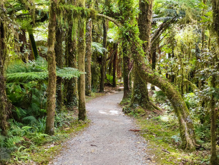 Way on the forest to Fantail waterfalls on New Zealand