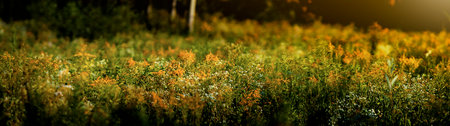 Wildflowers in the meadow at sunset. Panoramic banner. Tall and lush herbs and wild grasses. A meadow where herbs and flowers grow, such as chamomile, goldenrod, and tansy.の写真素材