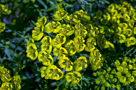 Close-up of a common spurge (Euphorbia cyanea)の写真素材