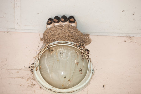 Nest of swallows in the old toilet. The concept of protection and care of animals.