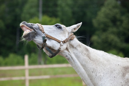 A beautiful white horse smiles stronglyの写真素材