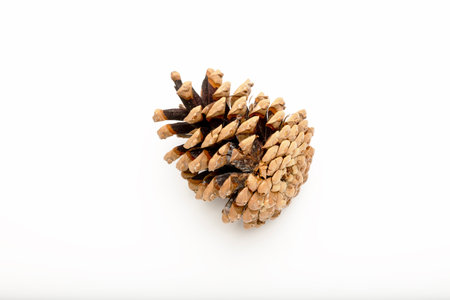 A close-up of a pine cone on a white background.