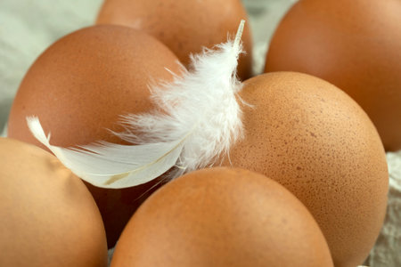 Chicken egg with a feather from a bird on a black background, Easter egg.の写真素材