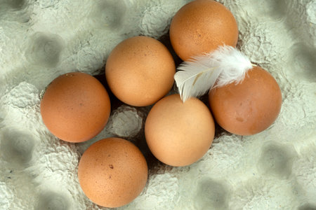 Chicken egg with a feather from a bird, egg for easter, close-up.の写真素材
