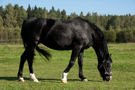 A black mustang grazes in a meadow and hisses the grass.の写真素材
