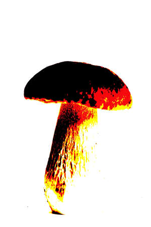 Fire mushroomの写真素材