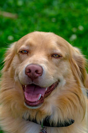 Golden Retriverの写真素材