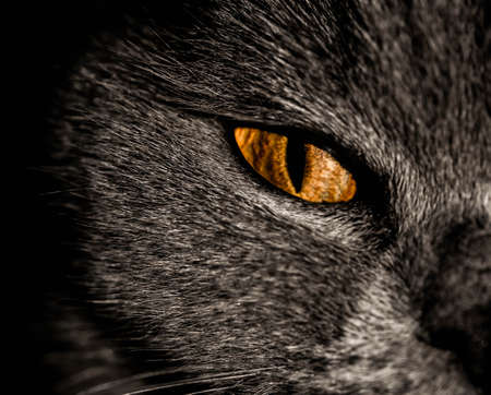 black catの写真素材