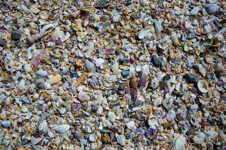 Colorful seashells on the Talon Beach Philippines.