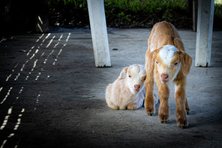 Sweet goat kids in the Philippines.