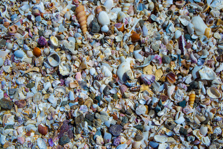 Colorful seashells on the Talon Beach Philippines.