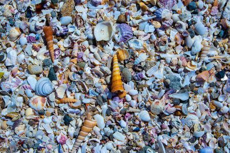 Colorful seashells on the Talon Beach Philippines.