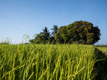Rice fields close to Iloilo Philippines.の写真素材
