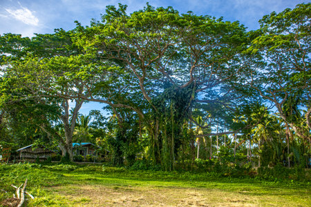 Trees and plants on the island Guimaras Philippines.