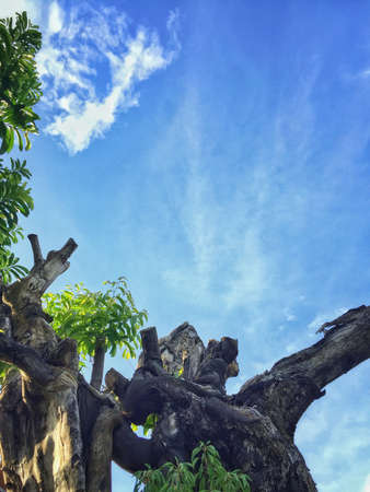 Tree in the blue sky.