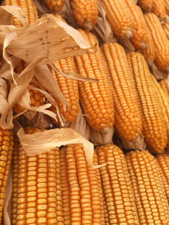 Dried corn