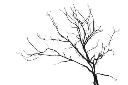 dead tree isolated on white backgroundの写真素材