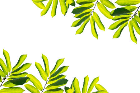 Green leaves on white background