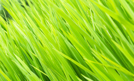 Green grass against white background. Morning