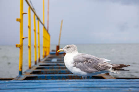 Seagull sitting on rusty jetty on the Baltic Sea in cloudy dayの写真素材