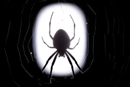 Scarry picture of garden spider in the nigth