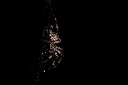 Night picture of hunting garden spider on the net