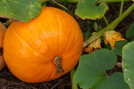 Orange pumpkin on growing on the field. Daylight, soft lightの写真素材