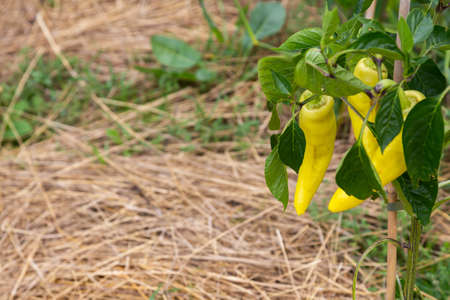 Green, organic chilli pepper on the bush