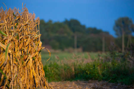 Corn fields on an autumn afternoonの写真素材
