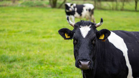 Portrait of a black and white cow grazing in a green meadow in a cloudy dayの写真素材