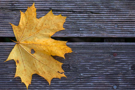 A golden autumn maple leaf on a wooden deck