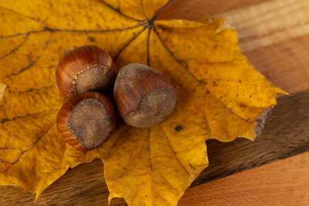 A composition of hazelnuts and golden maple leavesの写真素材