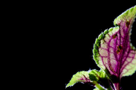 Ginura leaves on highlighted against a black background. Natural light conditions. Totally black background, lots from copyspaceの写真素材