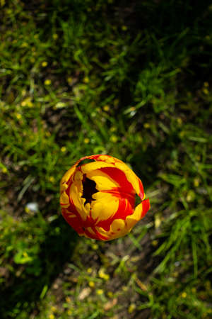 Top view of a single red yellow tulip flower. The photo was taken in natural daylight.の写真素材