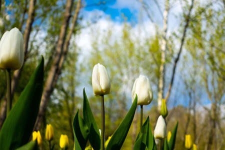 Bottom view of many white tulips in the park. Blue sky behind the flowers. The photo was taken in...