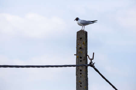 A black-headed gull sitting on top of an electric pole. Taken during the day, the object against the...
