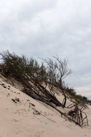 Forest engulfed by dunes and sand along the coast. Photo taken under good lighting conditions on a cloudy day. Soft light.の写真素材