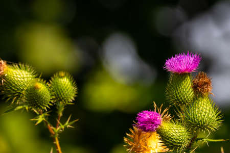 A flower of a thistle (Carduus) on a blurry background. Good lighting conditions, dark blurry background to emphasize the subject.の写真素材