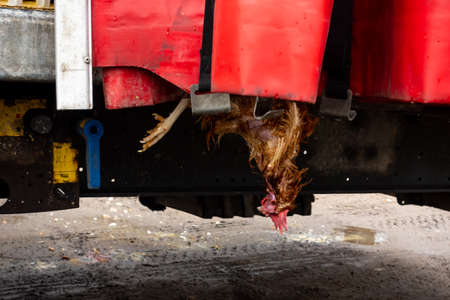 Chickens packed in plastic crates during transport to the slaughterhouse. A close-up of one box showing the suffering of animalsの写真素材