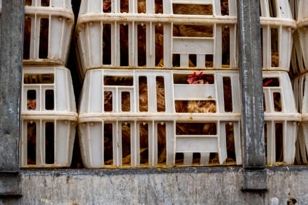 Chickens packed in plastic crates during transport to the slaughterhouse. A close-up of one box showing the suffering of animalsの写真素材