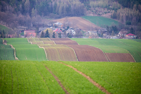 The farmland in undulating terrain is full of young growing grain. Picture taken in the evening,...