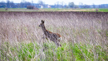 Roe deer hiding in the tall grass. Made on a sunny day. Spring seasonの写真素材