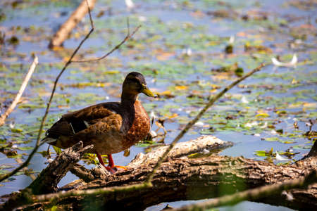 A female duck standing on the edge of the pond. Photo taken in good lighting conditions on a sunny dayの写真素材