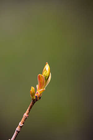 Ants working on fresh, youg leaves on a sunny day. Blurry and homogeneous background.