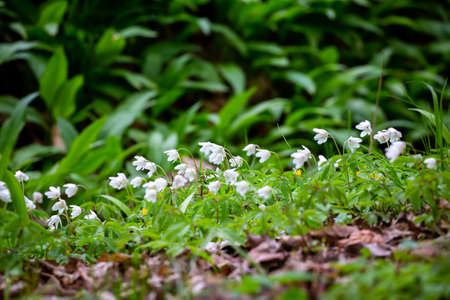 Wood anemone blooming in the park on the shore of the pond. Made in a shaded place, soft light,...