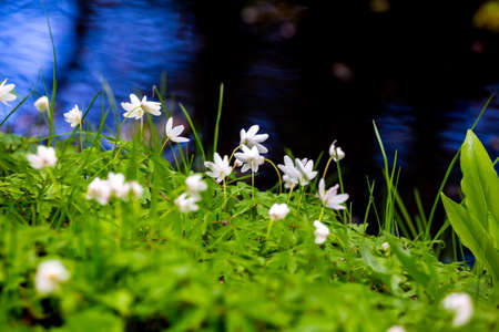 Wood anemone blooming in the park on the shore of the pond. Made in a shaded place, soft light,...