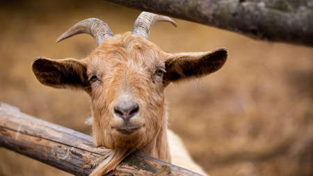 Portrait of a goat sticking out its head from behind a wooden fence. Picture taken on a cloudy day, soft light.の写真素材