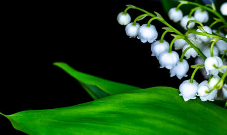 Close-up of many lily of the valley flowers. Photo taken in artificial, soft light.