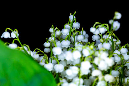Close-up of many lily of the valley flowers. Photo taken in artificial, soft light.